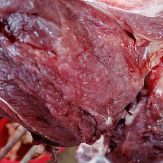 宁津县热销爆款鲜马肉 每天根据客户订购现杀现宰带皮鲜马，去皮鲜马肉