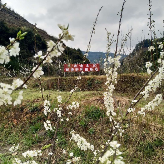 安顺 贵州省安顺市蜂糖李种植基地