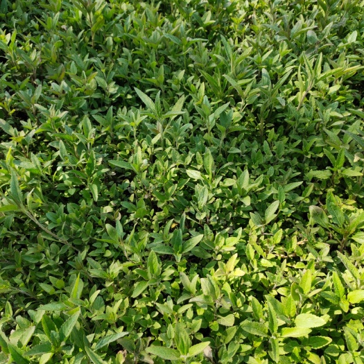 青州市婆婆纳种子