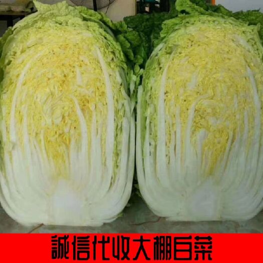 青州市♥️青州大棚春季黄心白菜大量供应欢迎全国客户前来采购♥️