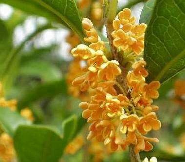 阳朔县桂花树苗  金桂花苗，包邮包邮