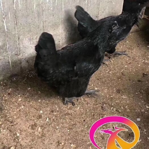 广州 五黑绿壳蛋鸡苗