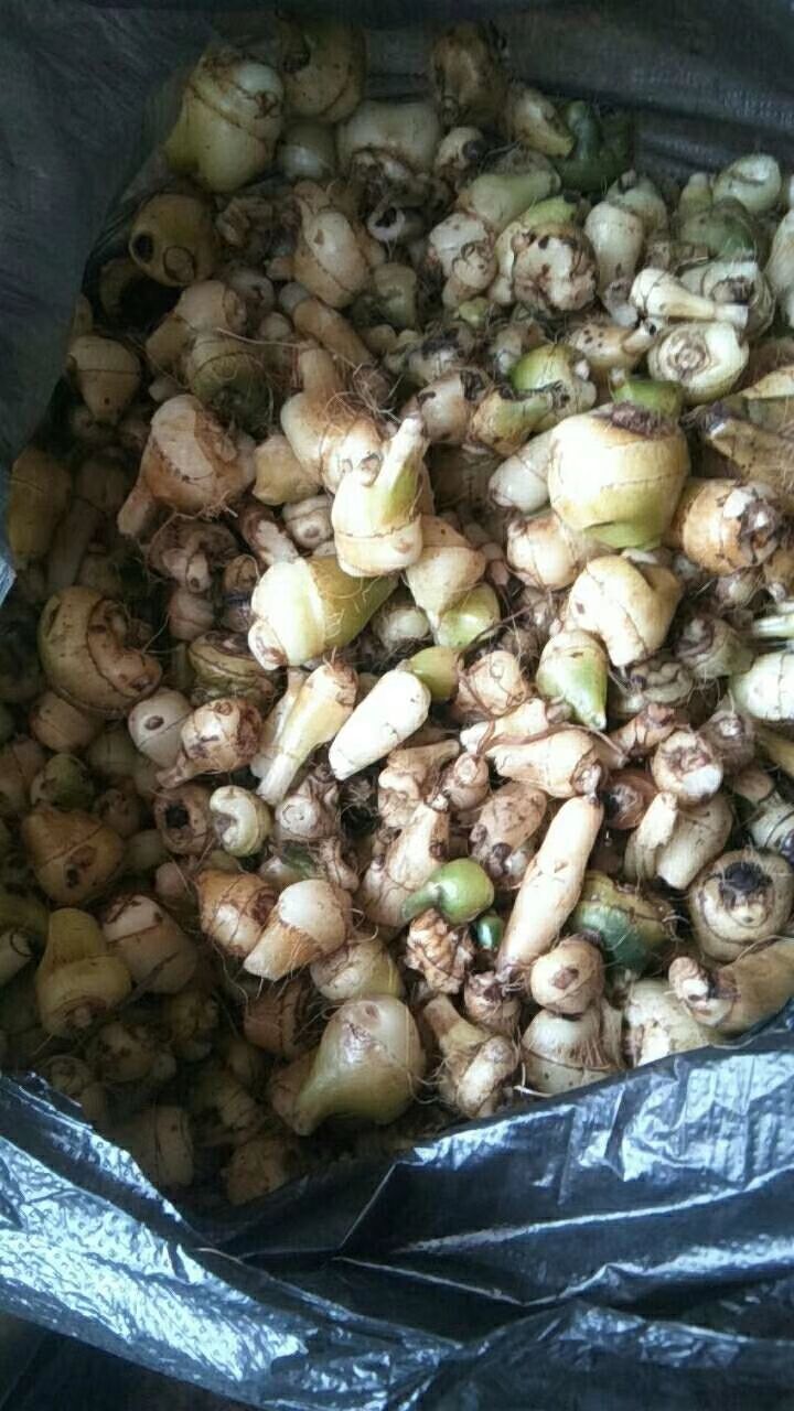 山慈菇  毛慈菇
