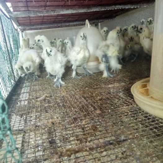 昆明白凤乌鸡苗 大种白凤乌鸡