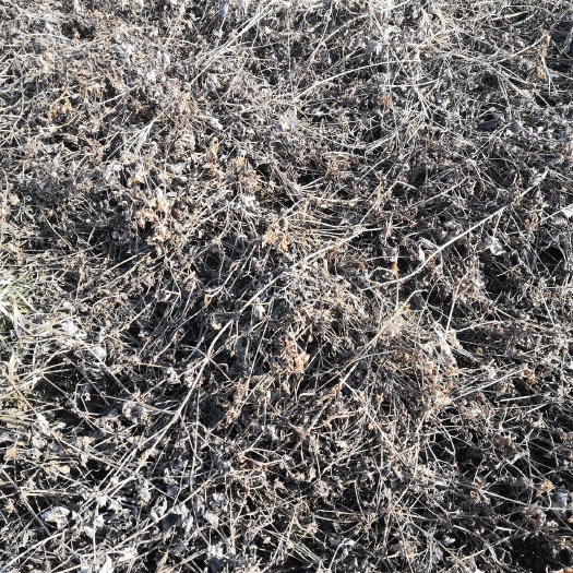 清原县 威灵仙2年苗，苗好根大，3亩地苗