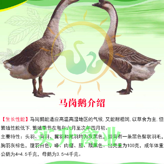 南宁 鹅苗孵化厂 正规厂家