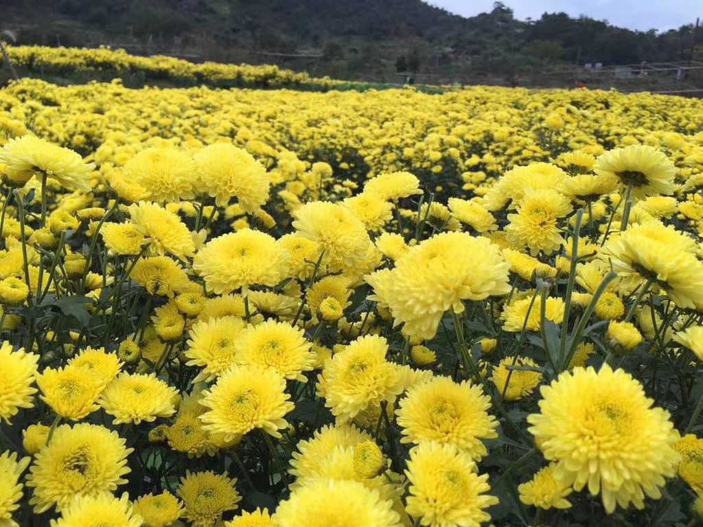 婺源皇菊苗基地一手货源免费技术指导签订回收合同。