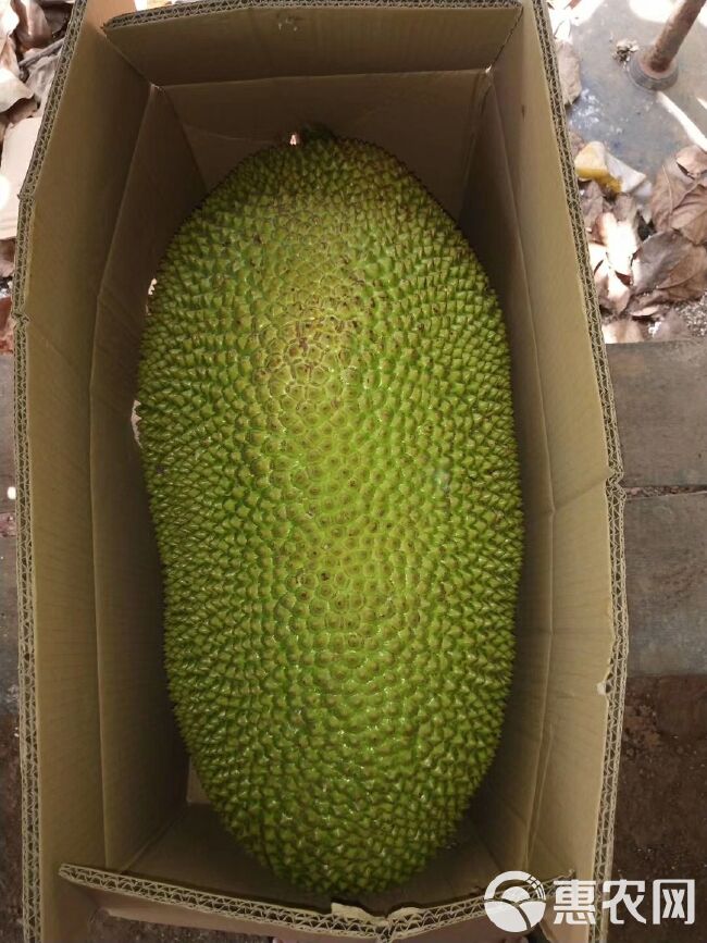 海南菠萝蜜 30～35斤 8成熟发货 出肉率高 又香又甜又脆