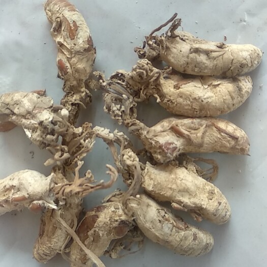 亳州 金蝉花，质量保证，色泽度好，精选货