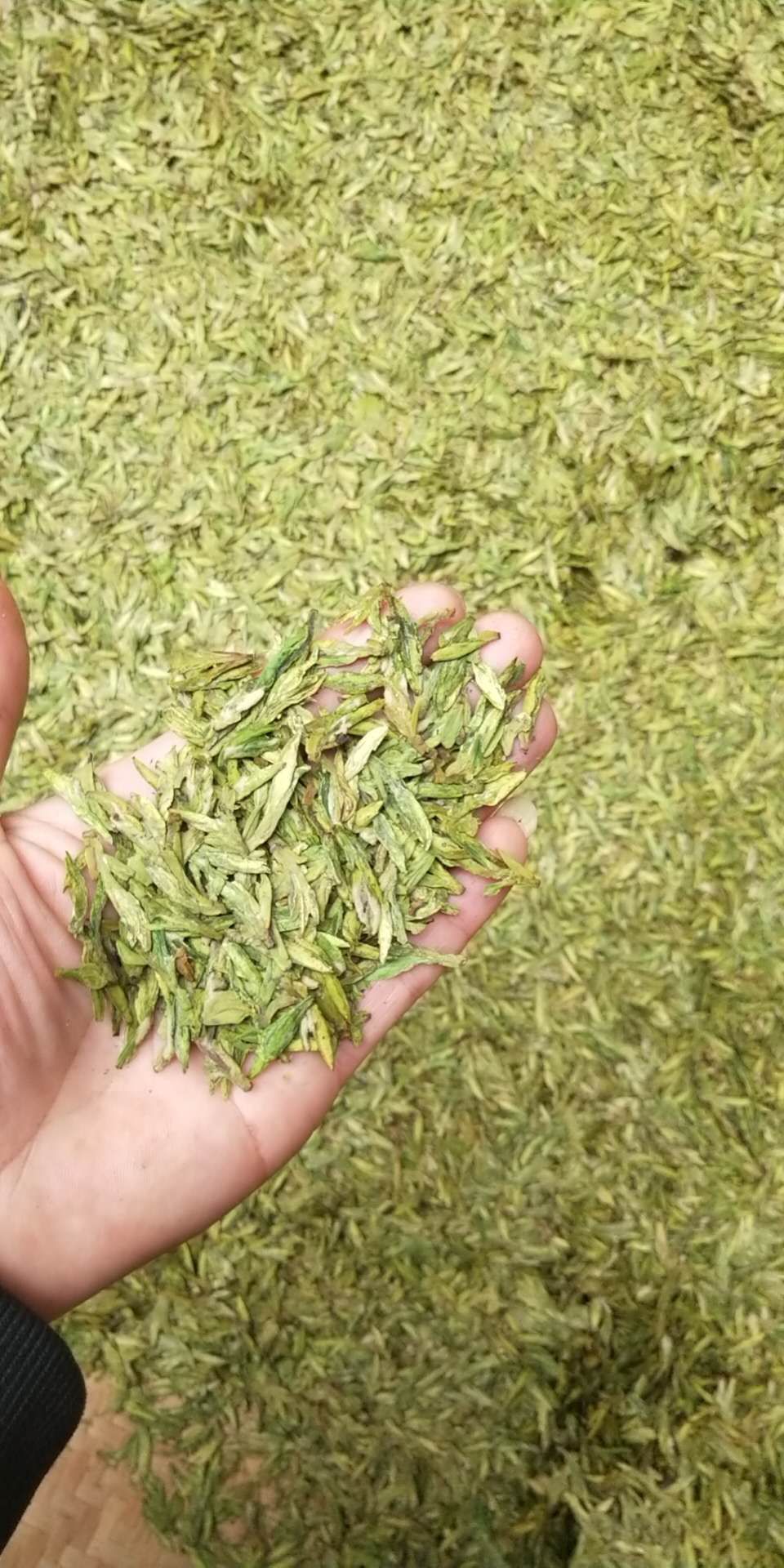  特级 乌牛早茶~