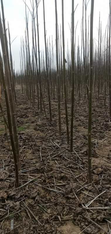 兰考县 兰考焦裕禄泡桐基地