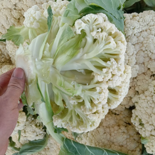 沛县包菜  春甘蓝 沛县张李庄全国的住产地，散花，甘蓝大批量下来了，真诚