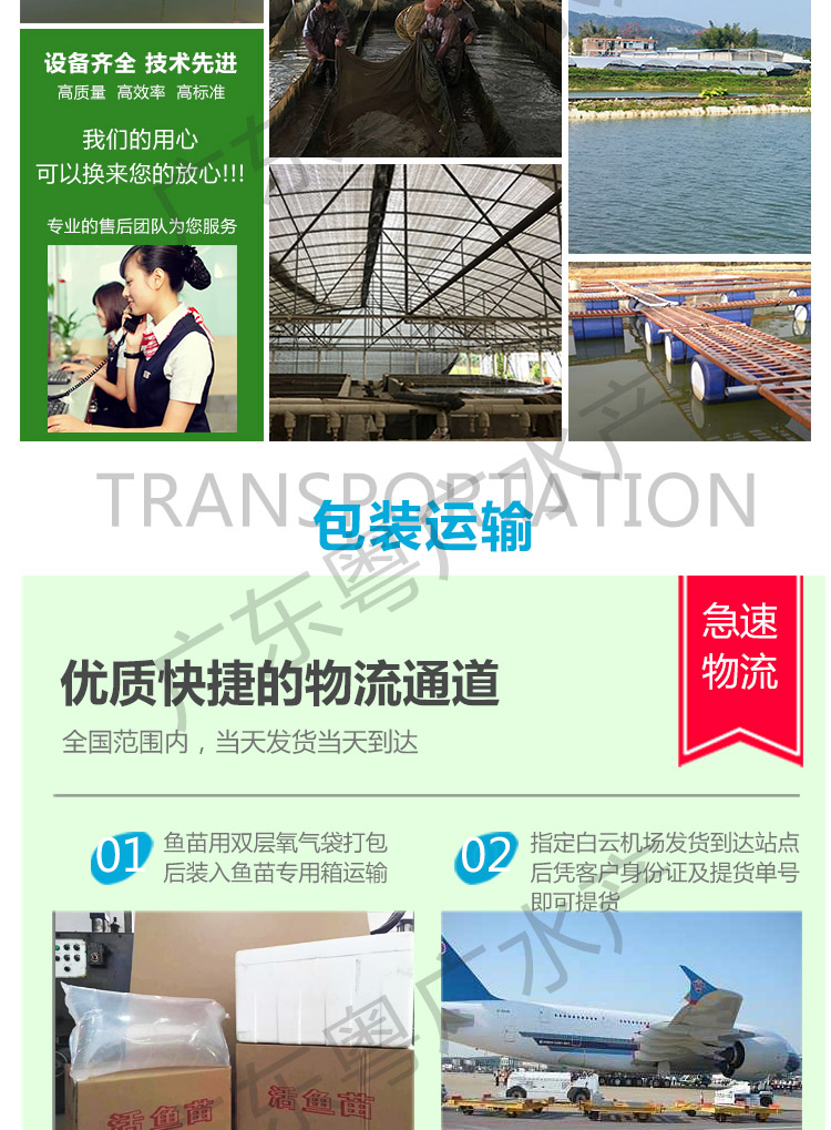 本地泥鳅苗 泥鳅苗 免费送货 货到付款