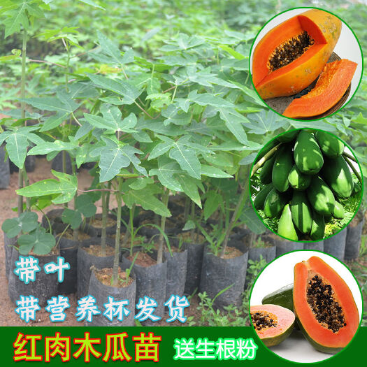 灵山县 红心木瓜苗南方种四季当年结果盆栽正品矮化夏威夷红肉水果木瓜苗