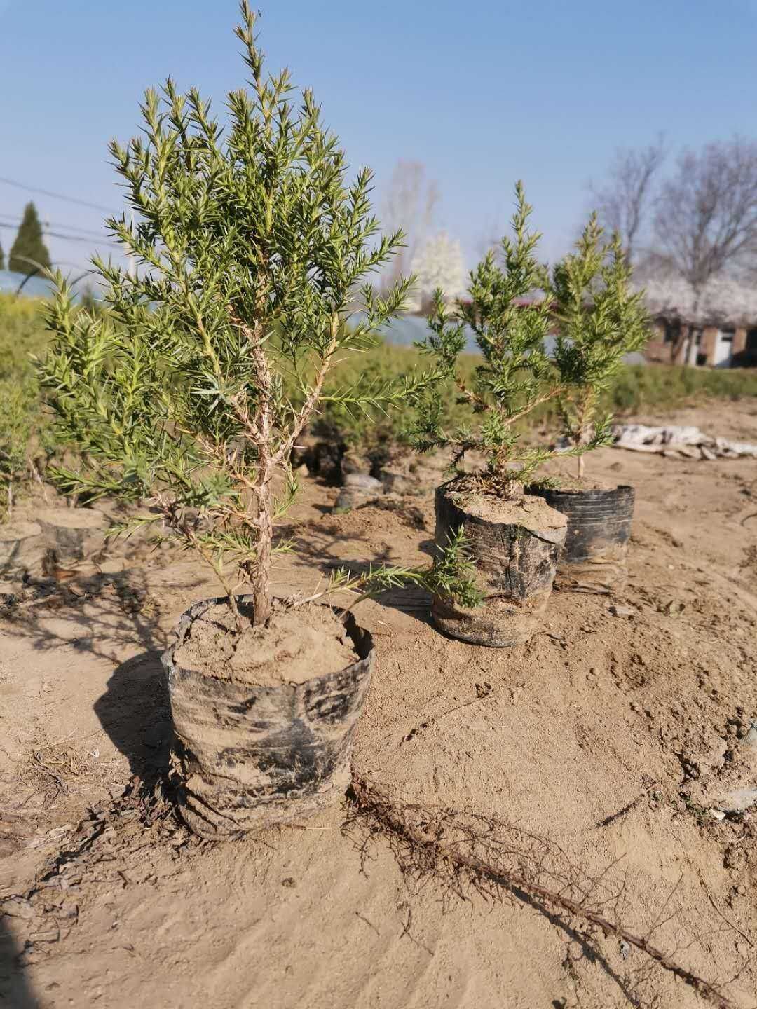 望都塔桧 刺柏 圆柏 侩柏 塔柏 望都侩