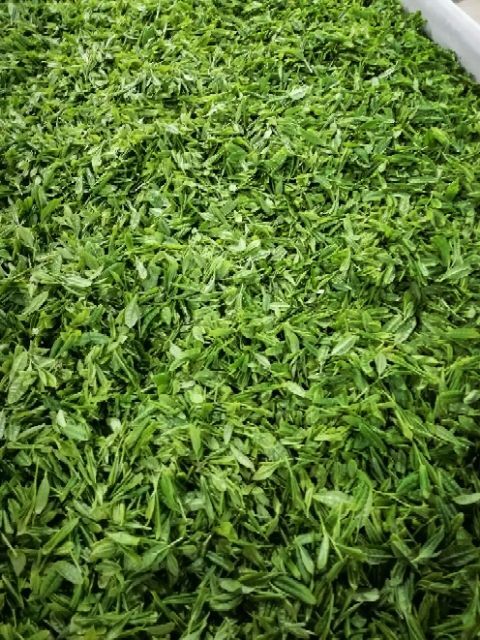 宜宾龙雾茶 今年的清茶，厂家，有需要的联系！！