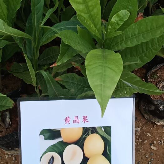 华安县 加蜜黄晶果苗