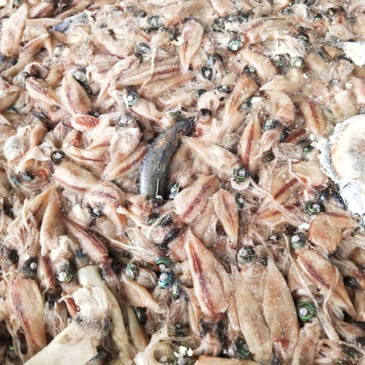 威海饲料鱼  小鱿鱼仔    新货    船冻   可食用  可