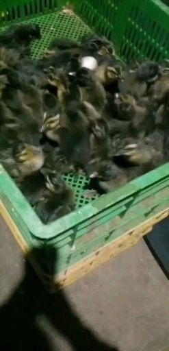 汕头杂交鸭苗 杂交鹅