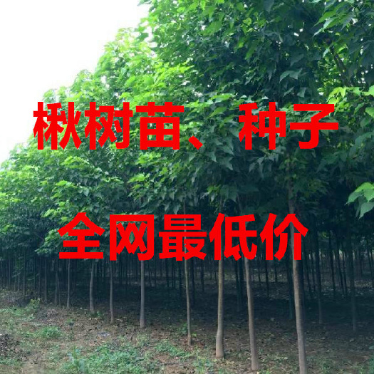 周口 楸树苗