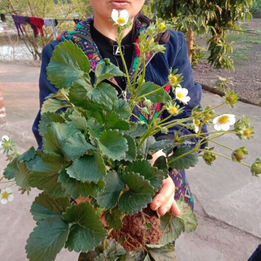 重庆市 草莓苗