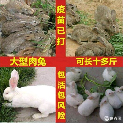 新沂市新西兰兔比利时兔 大型兔幼兔种兔肉兔宠物兔活兔