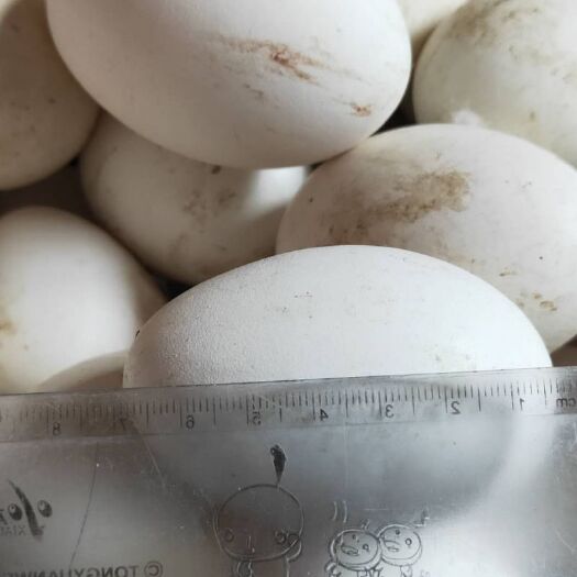 莱阳市鲜鹅蛋 种蛋太洲孵化蛋120～230克，3～4元/个