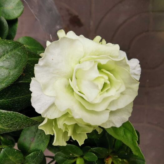 漳平市 比利时小五宝杜鹃花花卉盆栽纯白绿色玫瑰花型稀缺品种四季开花