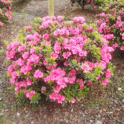 成都 杜鹃花球