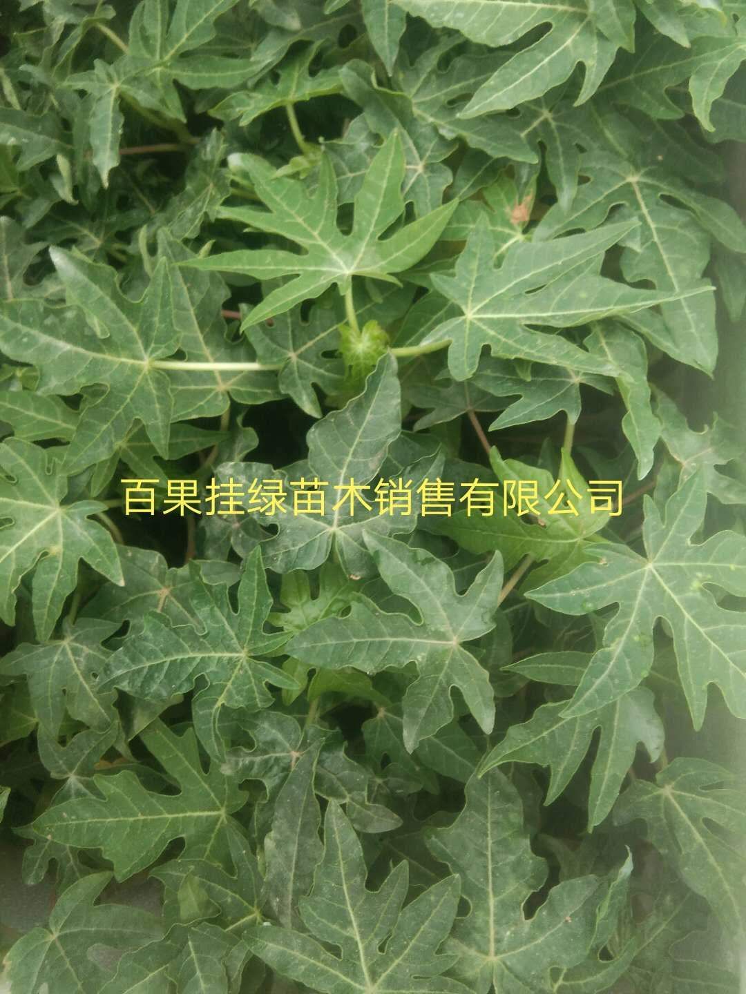  新品黄金木瓜苗 红心木瓜苗 青皮木瓜苗 带营养杯发货