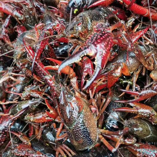 潜江市 5月16日潜江小龙虾批发价，小红，千亩养殖基地直供