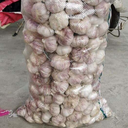 金乡县 供应金乡大蒜，保证质量和价格