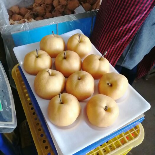 莱阳市新高梨 95mm以上 500-550g