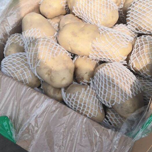 广州荷兰15  V7系列土豆每天求购60吨土豆