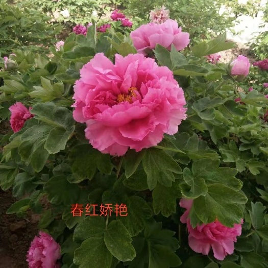 菏泽观赏牡丹 0.5米以下 2cm以下 4cm以下