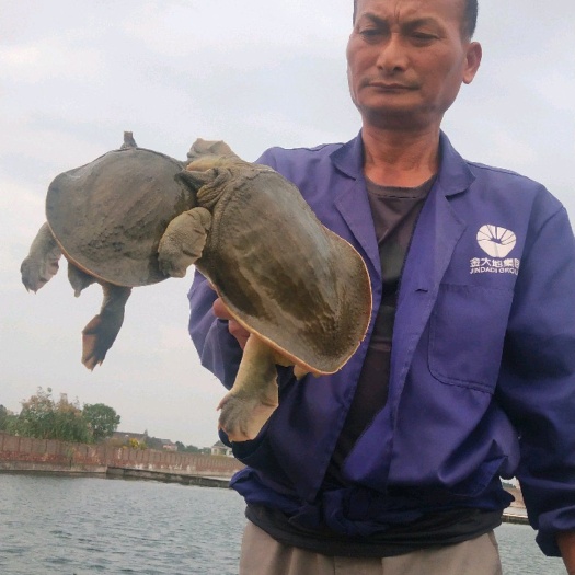 海盐县 生鲜活体大甲鱼外塘生态外放养有机2.2斤中华老水鱼团鱼王