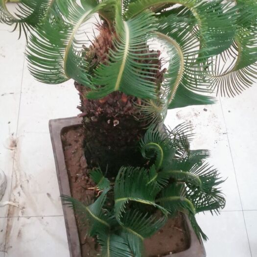 平邑县苏铁盆栽 铁树羊角盆景苏铁树大型盆栽绿植