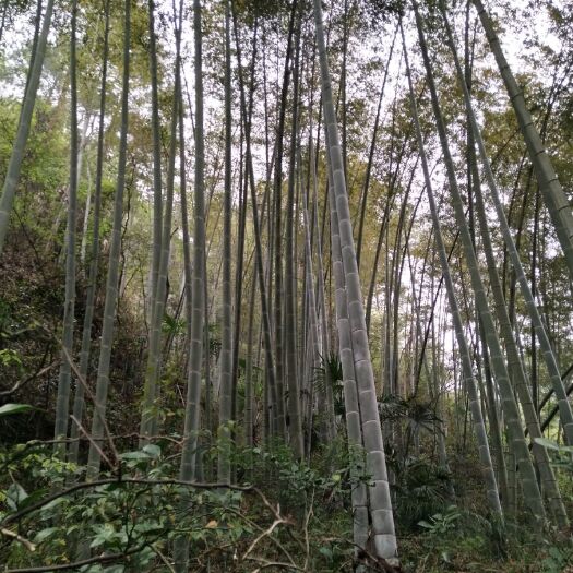 慈利县 大量竹子出售，10-45公分粗，3-10米高，价格电议