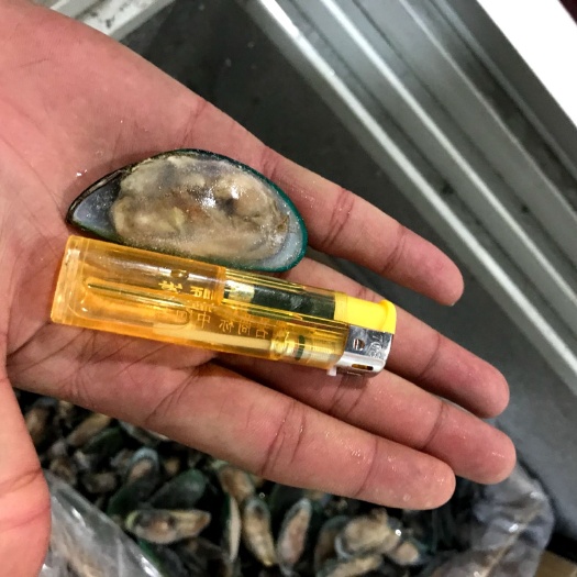 翡翠贻贝  青口贝黄金贝