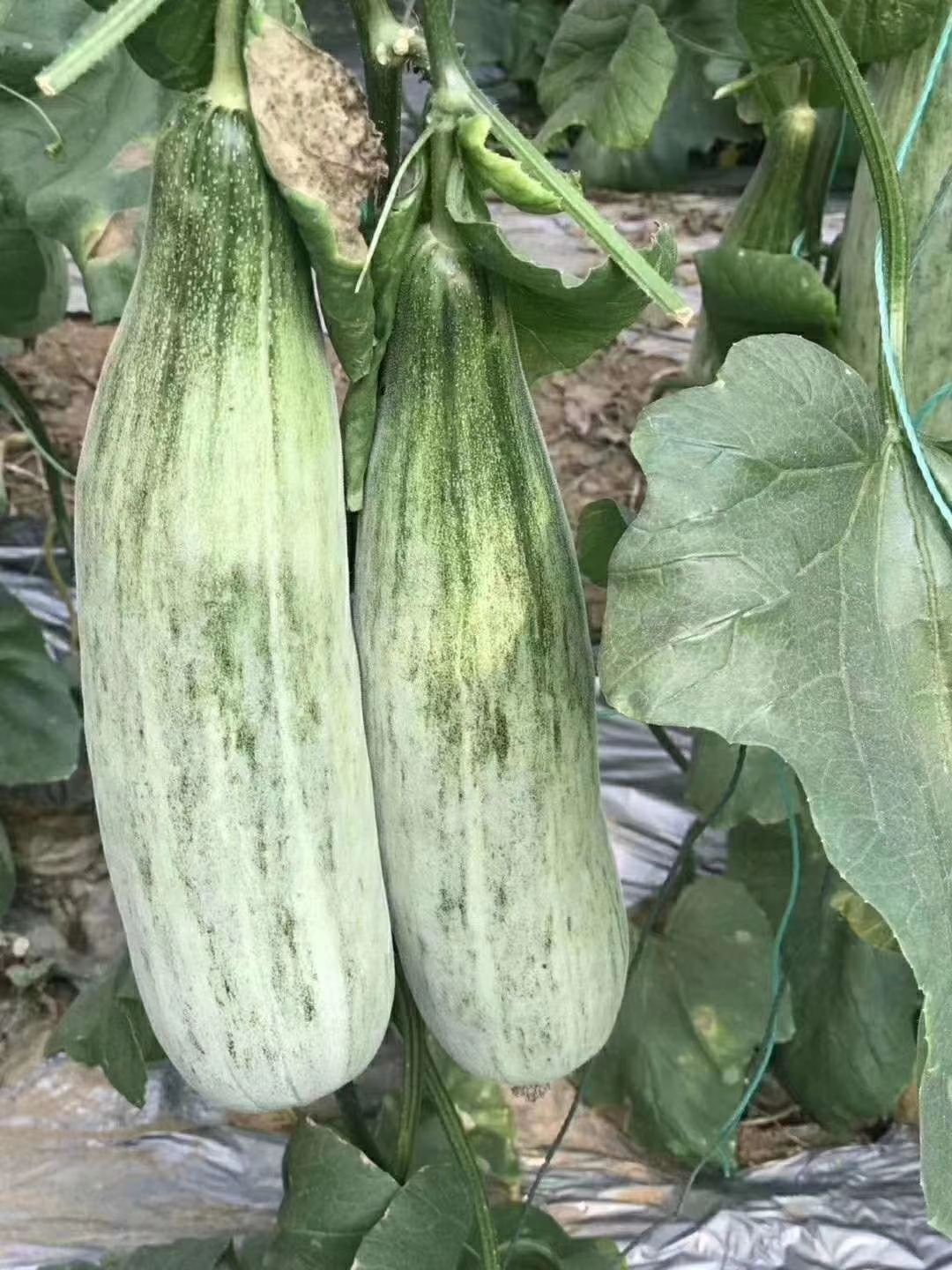  羊角蜜甜瓜