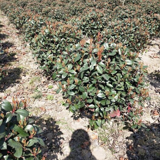 沭阳县红叶石楠毛球，高毛80公分，冠幅毛80公分