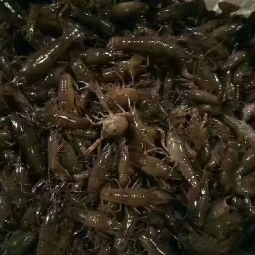 潜江市龙虾苗