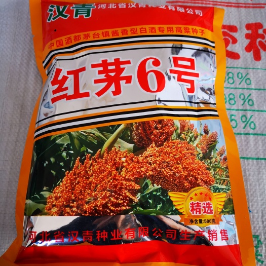 青县红茅6号高粱种子  商品性好，红壳红粒，抗性好