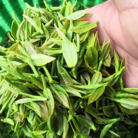 德清县黄芽茶  莫干黄牙