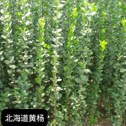 新沂市 北海道黄杨