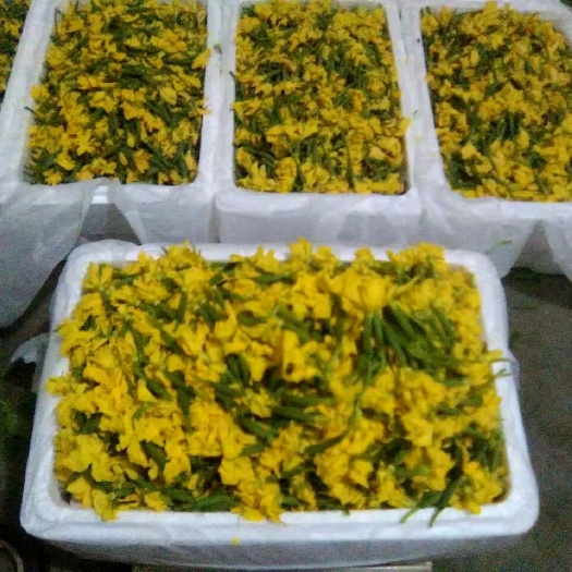 寿光市黄瓜花