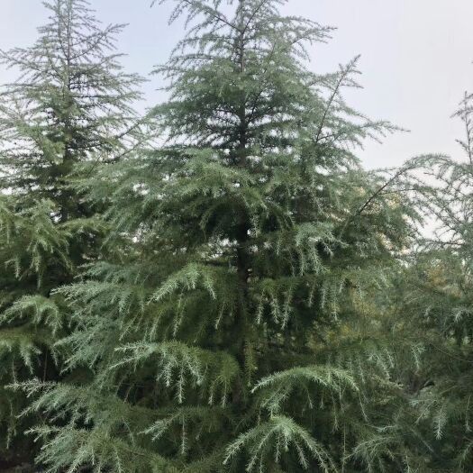 滁州普通雪松