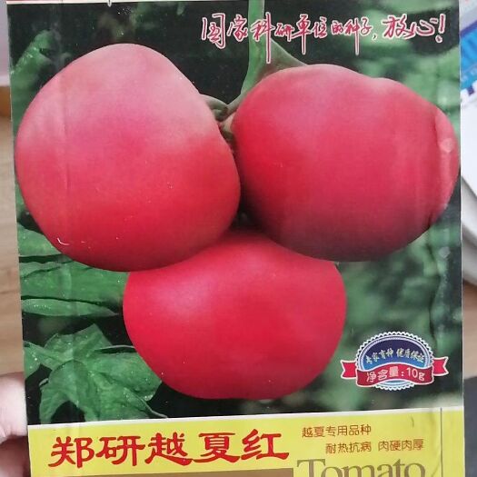 夏邑县 【】高抗病西红柿种子