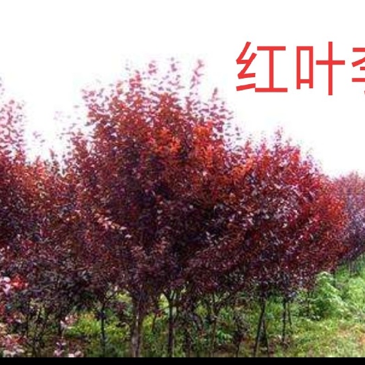 佳木斯其它苗木 佳木斯苗木基地出售各种绿化工程苗木 宿根花卉 五莲红火烧板