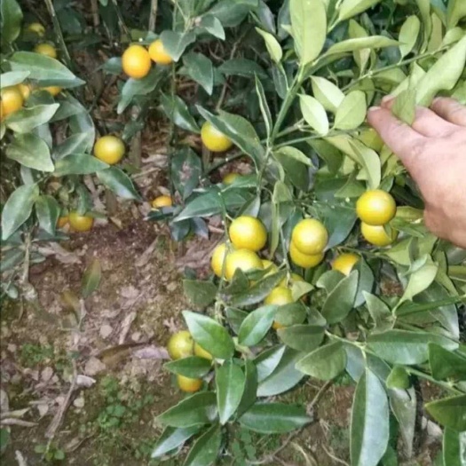 灵山县 脆皮金桔苗